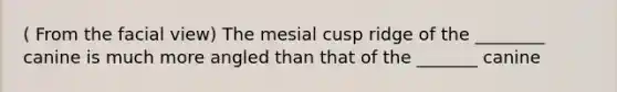 ( From the facial view) The mesial cusp ridge of the ________ canine is much more angled than that of the _______ canine