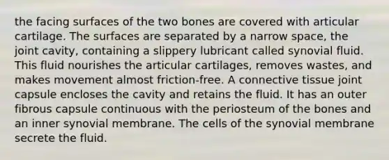 the facing surfaces of the two bones are covered with articular cartilage. The surfaces are separated by a narrow space, the joint cavity, containing a slippery lubricant called synovial fluid. This fluid nourishes the articular cartilages, removes wastes, and makes movement almost friction-free. A connective tissue joint capsule encloses the cavity and retains the fluid. It has an outer fibrous capsule continuous with the periosteum of the bones and an inner synovial membrane. The cells of the synovial membrane secrete the fluid.