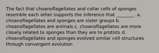 The fact that choanoflagellates and collar cells of sponges resemble each other supports the inference that ________. a. choanoflagellates and sponges are sister groups b. choanoflagellates are animals c. choanoflagellates are more closely related to sponges than they are to protists d. choanoflagellates and sponges evolved similar cell structures through convergent evolution