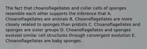 The fact that choanoflagellates and collar cells of sponges resemble each other supports the inference that A. Choanoflagellates are animals B. Choanoflagellates are more closely related to sponges than protists C. Choanoflagellates and sponges are sister groups D. Choanoflagellates and sponges evolved similar cell structures through convergent evolution E. Choanoflagellates are baby sponges