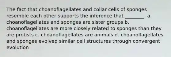 The fact that choanoflagellates and collar cells of sponges resemble each other supports the inference that ________. a. choanoflagellates and sponges are sister groups b. choanoflagellates are more closely related to sponges than they are protists c. choanoflagellates are animals d. choanoflagellates and sponges evolved similar cell structures through convergent evolution