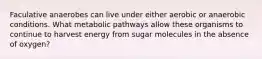 Faculative anaerobes can live under either aerobic or anaerobic conditions. What metabolic pathways allow these organisms to continue to harvest energy from sugar molecules in the absence of oxygen?