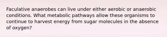 Faculative anaerobes can live under either aerobic or anaerobic conditions. What metabolic pathways allow these organisms to continue to harvest energy from sugar molecules in the absence of oxygen?