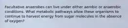 Facultative anaerobes can live under either aerobic or anaerobic conditions. What metabolic pathways allow these organisms to continue to harvest energy from sugar molecules in the absence of oxygen?