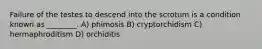 Failure of the testes to descend into the scrotum is a condition known as ________. A) phimosis B) cryptorchidism C) hermaphroditism D) orchiditis