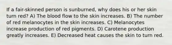 If a fair-skinned person is sunburned, why does his or her skin turn red? A) <a href='https://www.questionai.com/knowledge/k7oXMfj7lk-the-blood' class='anchor-knowledge'>the blood</a> flow to the skin increases. B) The number of red melanocytes in the skin increases. C) Melanocytes increase production of red pigments. D) Carotene production greatly increases. E) Decreased heat causes the skin to turn red.