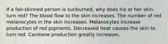 If a fair-skinned person is sunburned, why does his or her skin turn red? The blood flow to the skin increases. The number of red melanocytes in the skin increases. Melanocytes increase production of red pigments. Decreased heat causes the skin to turn red. Carotene production greatly increases.