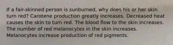 If a fair-skinned person is sunburned, why does his or her skin turn red? Carotene production greatly increases. Decreased heat causes the skin to turn red. The blood flow to the skin increases. The number of red melanocytes in the skin increases. Melanocytes increase production of red pigments.