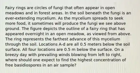 Fairy rings are circles of fungi that often appear in open meadows and in forest areas. In the soil beneath the fungi is an ever-extending mycelium. As the mycelium spreads to seek more food, it sometimes will produce the fungi we see above ground. The figure depicts the outline of a fairy ring that has appeared overnight in an open meadow, as viewed from above. The ring represents the farthest advance of this mycelium through the soil. Locations A-d are all 0.5 meters below the soil surface. All four locations are 0.5 m below the surface. On a breezy day with prevailing winds blowing from left to right, where should one expect to find the highest concentration of free basidiospores in an air sample?