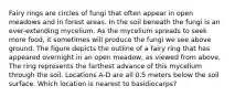 Fairy rings are circles of fungi that often appear in open meadows and in forest areas. In the soil beneath the fungi is an ever-extending mycelium. As the mycelium spreads to seek more food, it sometimes will produce the fungi we see above ground. The figure depicts the outline of a fairy ring that has appeared overnight in an open meadow, as viewed from above. The ring represents the farthest advance of this mycelium through the soil. Locations A-D are all 0.5 meters below the soil surface. Which location is nearest to basidiocarps?