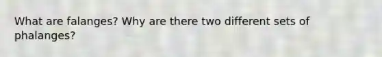 What are falanges? Why are there two different sets of phalanges?