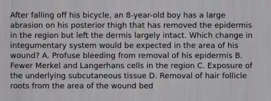 After falling off his bicycle, an 8-year-old boy has a large abrasion on his posterior thigh that has removed the epidermis in the region but left the dermis largely intact. Which change in integumentary system would be expected in the area of his wound? A. Profuse bleeding from removal of his epidermis B. Fewer Merkel and Langerhans cells in the region C. Exposure of the underlying subcutaneous tissue D. Removal of hair follicle roots from the area of the wound bed