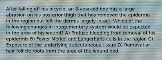 After falling off his bicycle, an 8-year-old boy has a large abrasion on his posterior thigh that has removed the epidermis in the region but left the dermis largely intact. Which of the following changes in integumentary system would be expected in the area of his wound? A) Profuse bleeding from removal of his epidermis B) Fewer Merkel and Langerhans cells in the region C) Exposure of the underlying subcutaneous tissue D) Removal of hair follicle roots from the area of the wound bed