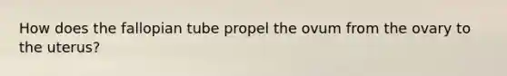 How does the fallopian tube propel the ovum from the ovary to the uterus?