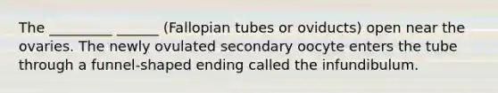 The _________ ______ (Fallopian tubes or oviducts) open near the ovaries. The newly ovulated secondary oocyte enters the tube through a funnel-shaped ending called the infundibulum.