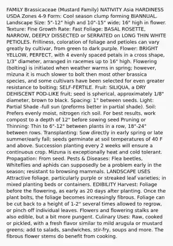 FAMILY Brassicaceae (Mustard Family) NATIVITY Asia HARDINESS USDA Zones 4-9 Form: Cool season clump forming BIANNUAL. Landscape Size: 5"-12" high and 10"-15" wide; 16" high in flower. Texture: Fine Growth Rate: Fast Foliage: BASAL ROSETTE, NARROW, DEEPLY DISSECTED or SERRATED on LONG THIN WHITE PETIOLES. Frilliness, coloration of foliage and petioles can vary greatly by cultivar, from green to dark purple. Flower: BRIGHT YELLOW, PERFECT, with 4 evenly spaced petals in a cross shape, 1/3" diameter, arranged in racemes up to 16" high. Flowering (bolting) is initiated when weather warms in spring; however, mizuna it is much slower to bolt then most other brassica species, and some cultivars have been selected for even greater resistance to bolting; SELF-FÈRTILE. Fruit: SILIQUA, a DRY DEHISCENT POD-LIKE fruit; seed is spherical, approximately 1/8" diameter, brown to black. Spacing: 1" between seeds. Light: Partial Shade -full sun (preforms better in partial shade). Soil: Prefers evenly moist, nitrogen rich soil. For best results, work compost to a depth of 12" before sowing seed Pruning or Thinning: Thin to 6"-12" between plants in a row, 18"-24" between rows. Transplanting: Sow directly in early spring or late summer/early fall; seeds germinate at soil temperatures of 40 F and above. Succession planting every 2 weeks will ensure a continuous crop. Mizuna is exceptionally heat and cold tolerant. Propagation: From seed. Pests & Diseases: Flea beetles, Whiteflies and aphids can supposedly be a problem early in the season; resistant to browsing mammals. LANDSCAPE USES Attractive foliage, particularly purple or streaked leaf varieties; in mixed planting beds or containers. EDIBILITY Harvest: Foliage before the flowering, as early as 20 days after planting. Once the plant bolts, the foliage becomes increasingly fibrous. Foliage can be cut back to a height of 1-2" several times allowed to regrow, or pinch off individual leaves. Flowers and flowering stalks are also edible, but a bit more pungent. Culinary Uses: Raw, cooked or pickled, with a fresh flavor similar to mild arugula or mustard greens; add to salads, sandwiches, stir-fry, soups and more. The fibrous flower stems do benefit from cooking.