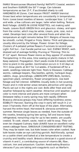 FAMILY Brassicaceae (Mustard Family) NATIVITY Coastal, western and Southern EUROPE the 50" F range. Can tolerate temperatures as low 15 F, if acclimated slowly to cold HARDINESS All Zones. Cool season FROST -HARDY biennial. Grows best when temperatures are consistently in temperatures. Form: Loose basal rosettes of leaves. Landscape Size: 1-2' tall and wide, a few cultivars are larger; taller when bolting. Texture: Bold Foliage: LEAVES IN LOOSE ROSETTES, not making solid heads. Leaves BLUE-GREEN thick and glaucous, showy, and open from the center, which may be white, cream, pink, rose, red or violet. Develops best color after several frosts and when the temperature at night remains below 50 F. Margins of leaves may be smooth, curled, fringed or frizzy. Stems: Thick and glaucous, usually obscured by the foliage. Flower: Grown for foliage. Clusters of 4-petaled yellow flowers if survives to second year. Light: Full Sun - Can handle partial sun. Soil: EVENLY MOIST, well-drained soil of average fertility. Pruning or Thinning: Thin to 8"-12" apart. Remove flower stems as they appear (if undesired). Transplanting: In this area, time sowing so plants mature in fall. Keep watered. Propagation: Start seeds inside 6-8 weeks before time to plant in the garden. Germination occurs in 3-10 days at 70 F. Grow plants at 60 F for 3-4 weeks. If hardened off for a week, seedlings tolerate light frost. Pests & Diseases: Cabbage worms, cabbage loopers, flea beetles, aphids, harlequin bugs, rabbits, slugs, groundhogs. LANDSCAPE USES Beds, borders, specimen plant, containers, flower arrangements. Use bold foliage and fall interest. GENERAL Usually bolts in hot severely frozen and in mild winter areas remains attractive until spring. Plants set out in the nights are cool. Bolts after frost and cold weather followed by warm weather. Attractive until weather. Leaf color is more intense and plants are more compact when Delaware Valley in early spring may bolt rapidly. Different Brassica oleracea groups may have differing hardiness zones. EDIBILITY Harvest: Starting the crop in early will result in 2 or even 3 harvests; them off at the base of the plant. Alternately, harvest the entire head. Harvested B. oleracea sometimes summer. Remove single leaves as needed, from the outside of the rosette, breaking spring late spring, fall and leaves keep refrigerated, remaining crisp for up to two weeks. are usually cooked. To cook, steam, saute, roast or add to soup. They can even be chopped Culinary: Kale LEAVES have an excellent nutty-sweet-cabbage flavor, DINOSAUR CONSIDERED BEST TASTING. They may be eaten raw, but Kale looses color when cooked. Raw kale leaves make an eye catching garnish. Nutritionally, spread on a cookie sheet and baked at a low temperature to create a crunchy and healthy snack. Brassica oleracae is a good source of vitamin A and C, a contributing source of vitamin B6, fiber, calcium, iron and potassium. Caution: Avoid eating Brassica oleracea if you are taking anti-coagulents such as Warfarin.