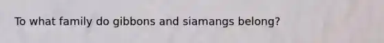 To what family do gibbons and siamangs belong?