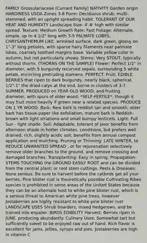 FAMILY Grossulariaceae (Currant Family) NATIVITY Garden origin HARDINESS USDA Zones 3-8 Form: Deciduous shrub; multi-stemmed, with an upright spreading habit. TOLERANT OF OUR HEAT AND HUMIDITY Landscape Size: 4'-6' high with similar spread. Texture: Medium Growth Rate: Fast Foliage: Alternate, simple, up to 4 1/2" long with 3-5 PALMATE LOBES, CHRYSANTHEMUM LIKE. wrinkled surface, dark green, glossy on 1"-3" long petioles, with sparse hairy filaments near palmate lobes, coarsely toothed margins base. Variable yellow color in autumn, but not particularly showy. Stems: Very STOUT, typically without thorns. (THORNS ON THE SAMPLE) Flower: Perfect 1/2" in diameter, with 5 burgundy recurved sepals, surrounding 5 white petals, encircling protruding stamens. PERFECT. Fruit: EDIBLE BERRIES that ripen to dark burgundy, nearly black, spherical, 1/2"-1" the dried calyx at the end, borne in clusters of 3-7. SUMMER. PRODUCED on YEAR OLD WOOD, and fruiting diameter, with spurs of older wood; *SELF-FERTILE*, though it may fruit more heavily if grown near a related species. PRODUCE ON 1 YR WOOD. Bark: New bark is reddish tan and smooth; older bark has tissue-paper like exfoliation; mature bark is Reddish-brown with light striations and small bumpy lenticels. Light: Full Sun - light shade; Soil: Adaptable, tolerant of poor benefits from afternoon shade in hotter climates. conditions, but prefers well drained, rich, slightly acidic soil; benefits from annual compost application and mulching. Pruning or Thinning: LATE WINTER, to REDUCE UNWANTED SPREAD , or for rejuvenation selectively remove older branches to the ground, and remove crossing and damaged branches. Transplanting: Easy in spring. Propagation: STEMS TOUCHING the GROUND EASILY ROOT and can be divided from the central plant; or root stem cuttings. Pests & Diseases: None serious. Be sure to harvest before the catbirds get all your berries. Pine blister rust is theoretically possible Cultivating Ribes species is prohibited in some areas of the United States because they can be an alternate host to white pine blister rust, which is a serious threat to American white pine trees, however Jostaberries are highly resistant to white pine blister rust LANDSCAPE USES Shrub boarders, mixed hedgerows, and be trained into espalier. BIRDS EDIBILITY Harvest: Berries ripen in JUNE, producing abundantly. Culinary Uses: Somewhat tart but sufficiently sweet to be enjoyed raw out of hand. Rich flavor is excellent for jams, jellies, syrups and pies. Jostaberries are high in vitamin C