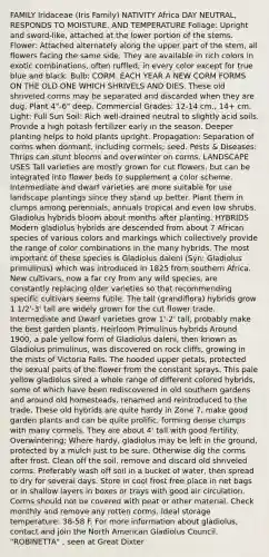 FAMILY Iridaceae (Iris Family) NATIVITY Africa DAY NEUTRAL, RESPONDS TO MOISTURE. AND TEMPERATURE Foliage: Upright and sword-like, attached at the lower portion of the stems. Flower: Attached alternately along the upper part of the stem, all flowers facing the same side. They are available in rich colors in exotic combinations, often ruffled; in every color except for true blue and black. Bulb: CORM. EACH YEAR A NEW CORM FORMS ON THE OLD ONE WHICH SHRIVELS AND DIES. These old shriveled corms may be separated and discarded when they are dug. Plant 4"-6" deep. Commercial Grades: 12-14 cm., 14+ cm. Light: Full Sun Soil: Rich well-drained neutral to slightly acid soils. Provide a high potash fertilizer early in the season. Deeper planting helps to hold plants upright. Propagation: Separation of corms when dormant, including cormels; seed. Pests & Diseases: Thrips can stunt blooms and overwinter on corms. LANDSCAPE USES Tall varieties are mostly grown for cut flowers, but can be integrated into flower beds to supplement a color scheme. Intermediate and dwarf varieties are more suitable for use landscape plantings since they stand up better. Plant them in clumps among perennials, annuals tropical and even low shrubs. Gladiolus hybrids bloom about months after planting. HYBRIDS Modern gladiolus hybrids are descended from about 7 African species of various colors and markings which collectively provide the range of color combinations in the many hybrids. The most important of these species is Gladiolus daleni (Syn: Gladiolus primulinus) which was introduced in 1825 from southern Africa. New cultivars, now a far cry from any wild species, are constantly replacing older varieties so that recommending specific cultivars seems futile. The tall (grandiflora) hybrids grow 1 1/2'-3' tall are widely grown for the cut flower trade. Intermediate and Dwarf varieties grow 1'-2' tall, probably make the best garden plants. Heirloom Primulinus hybrids Around 1900, a pale yellow form of Gladiolus daleni, then known as Gladiolus primulinus, was discovered on rock cliffs, growing in the mists of Victoria Falls. The hooded upper petals, protected the sexual parts of the flower from the constant sprays. This pale yellow gladiolus sired a whole range of different colored hybrids, some of which have been rediscovered in old southern gardens and around old homesteads, renamed and reintroduced to the trade. These old hybrids are quite hardy in Zone 7, make good garden plants and can be quite prolific, forming dense clumps with many cormels. They are about 4' tall with good fertility. Overwintering: Where hardy, gladiolus may be left in the ground, protected by a mulch just to be sure. Otherwise dig the corms after frost. Clean off the soil, remove and discard old shriveled corms. Preferably wash off soil in a bucket of water, then spread to dry for several days. Store in cool frost free place in net bags or in shallow layers in boxes or trays with good air circulation. Corms should not be covered with peat or other material. Check monthly and remove any rotten corms. Ideal storage temperature: 38-58 F. For more information about gladiolus, contact and join the North American Gladiolus Council. "ROBINETTA" , seen at Great Dixter