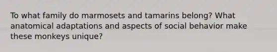 To what family do marmosets and tamarins belong? What anatomical adaptations and aspects of social behavior make these monkeys unique?