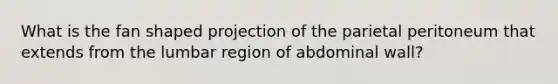 What is the fan shaped projection of the parietal peritoneum that extends from the lumbar region of abdominal wall?