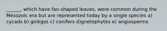 ______, which have fan-shaped leaves, were common during the Mesozoic era but are represented today by a single species a) cycads b) ginkgos c) conifers d)gnetophytes e) angiosperms