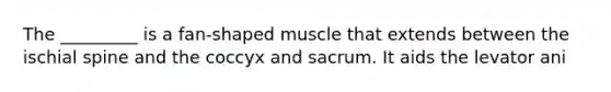 The _________ is a fan-shaped muscle that extends between the ischial spine and the coccyx and sacrum. It aids the levator ani