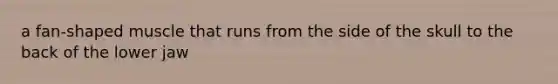 a fan-shaped muscle that runs from the side of the skull to the back of the lower jaw