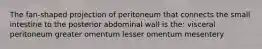 The fan-shaped projection of peritoneum that connects the small intestine to the posterior abdominal wall is the: visceral peritoneum greater omentum lesser omentum mesentery