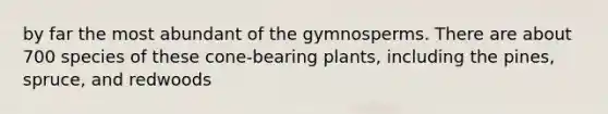 by far the most abundant of the gymnosperms. There are about 700 species of these cone-bearing plants, including the pines, spruce, and redwoods