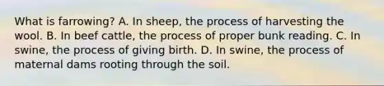 What is farrowing? A. In sheep, the process of harvesting the wool. B. In beef cattle, the process of proper bunk reading. C. In swine, the process of giving birth. D. In swine, the process of maternal dams rooting through the soil.