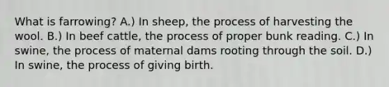 What is farrowing? A.) In sheep, the process of harvesting the wool. B.) In beef cattle, the process of proper bunk reading. C.) In swine, the process of maternal dams rooting through the soil. D.) In swine, the process of giving birth.