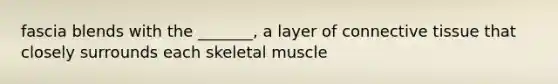 fascia blends with the _______, a layer of connective tissue that closely surrounds each skeletal muscle