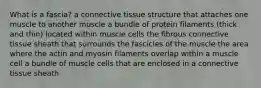 What is a fascia? a connective tissue structure that attaches one muscle to another muscle a bundle of protein filaments (thick and thin) located within muscle cells the fibrous connective tissue sheath that surrounds the fascicles of the muscle the area where the actin and myosin filaments overlap within a muscle cell a bundle of muscle cells that are enclosed in a connective tissue sheath