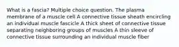 What is a fascia? Multiple choice question. The plasma membrane of a muscle cell A connective tissue sheath encircling an individual muscle fascicle A thick sheet of connective tissue separating neighboring groups of muscles A thin sleeve of connective tissue surrounding an individual muscle fiber