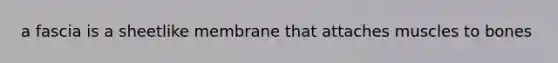 a fascia is a sheetlike membrane that attaches muscles to bones