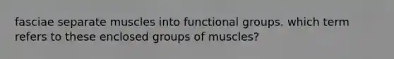 fasciae separate muscles into functional groups. which term refers to these enclosed groups of muscles?