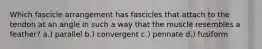 Which fascicle arrangement has fascicles that attach to the tendon at an angle in such a way that the muscle resembles a feather? a.) parallel b.) convergent c.) pennate d.) fusiform