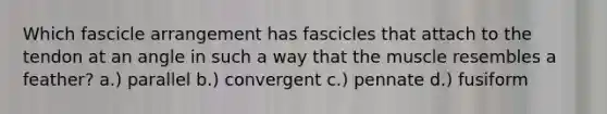 Which fascicle arrangement has fascicles that attach to the tendon at an angle in such a way that the muscle resembles a feather? a.) parallel b.) convergent c.) pennate d.) fusiform