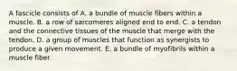 A fascicle consists of A. a bundle of muscle fibers within a muscle. B. a row of sarcomeres aligned end to end. C. a tendon and the connective tissues of the muscle that merge with the tendon. D. a group of muscles that function as synergists to produce a given movement. E. a bundle of myofibrils within a muscle fiber.