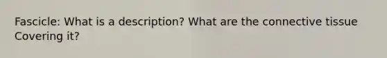 Fascicle: What is a description? What are the connective tissue Covering it?