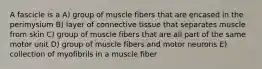 A fascicle is a A) group of muscle fibers that are encased in the perimysium B) layer of connective tissue that separates muscle from skin C) group of muscle fibers that are all part of the same motor unit D) group of muscle fibers and motor neurons E) collection of myofibrils in a muscle fiber