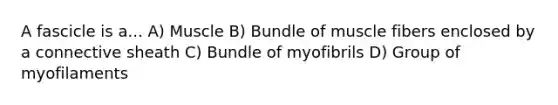 A fascicle is a... A) Muscle B) Bundle of muscle fibers enclosed by a connective sheath C) Bundle of myofibrils D) Group of myofilaments