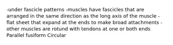 -under fascicle patterns -muscles have fascicles that are arranged in the same direction as the long axis of the muscle -flat sheet that expand at the ends to make broad attachments -other muscles are rotund with tendons at one or both ends Parallel fusiform Circular