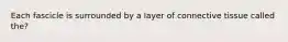 Each fascicle is surrounded by a layer of connective tissue called the?