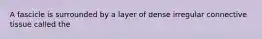 A fascicle is surrounded by a layer of dense irregular connective tissue called the