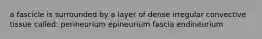 a fascicle is surrounded by a layer of dense irregular convective tissue called: perineurium epineurium fascia endineurium