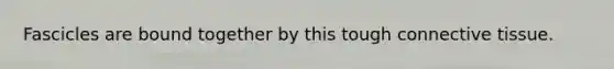 Fascicles are bound together by this tough connective tissue.