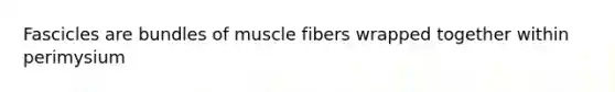 Fascicles are bundles of muscle fibers wrapped together within perimysium